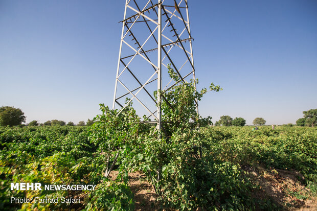 Harvesting grapes in Qazvin