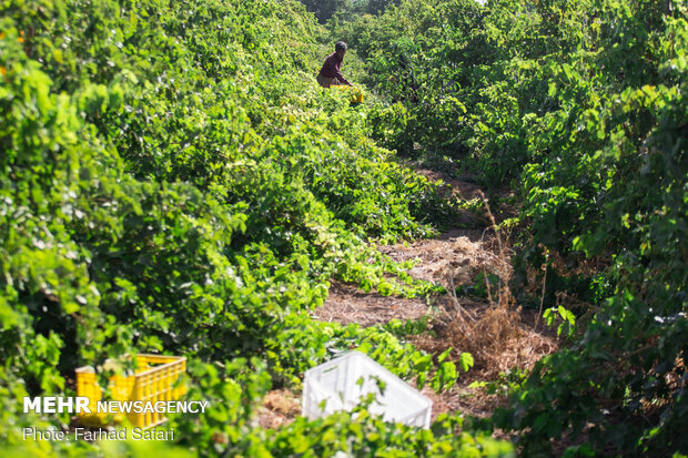 Harvesting grapes in Qazvin