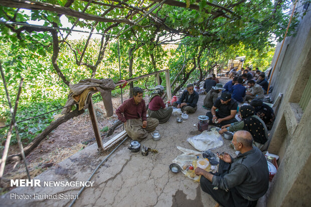 Harvesting grapes in Qazvin