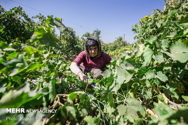 فصل چیدن انگور در قزوین