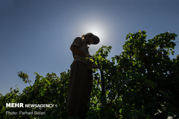 Harvesting grapes in Qazvin