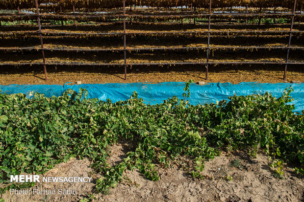 Harvesting grapes in Qazvinچیدن انگور در قزوین