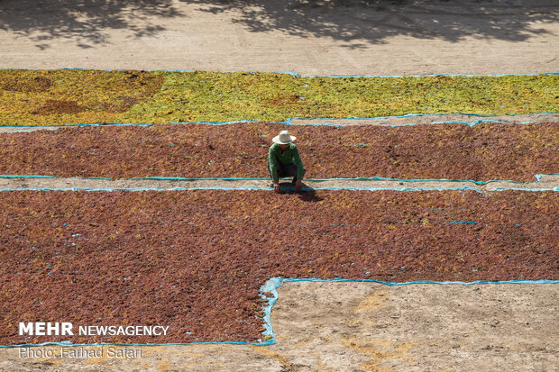 Harvesting grapes in Qazvin