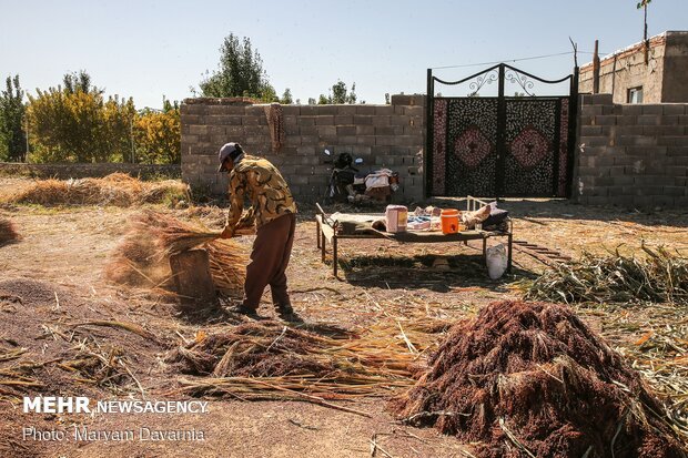Traditional ‘Broom Weaving” in N Khorasan