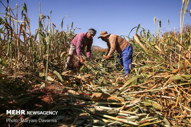 Traditional ‘Broom Weaving” in N Khorasan