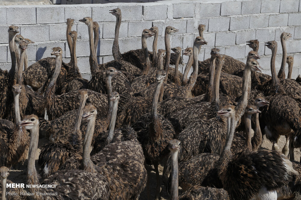ایران کے صوبہ ہرمزگان میں شتر مرغ پالنے کے لئے 31 اجازت نامے صادر