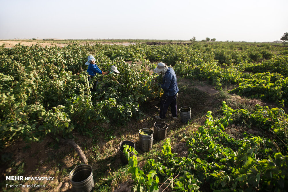 قزوین میں انگور توڑنے کی فصل کا آغاز