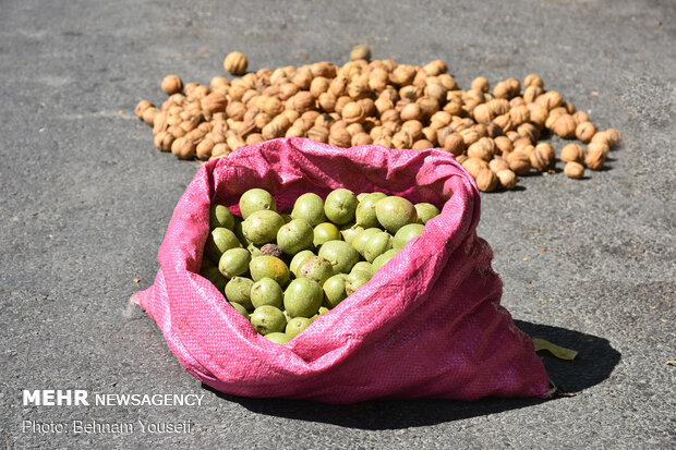 Harvesting walnut in Tuyserkan 