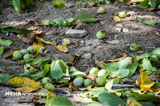 Harvesting walnut in Tuyserkan 