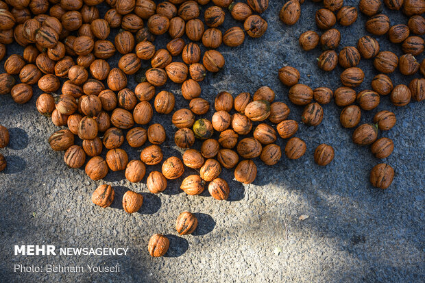 Harvesting walnut in Tuyserkan 