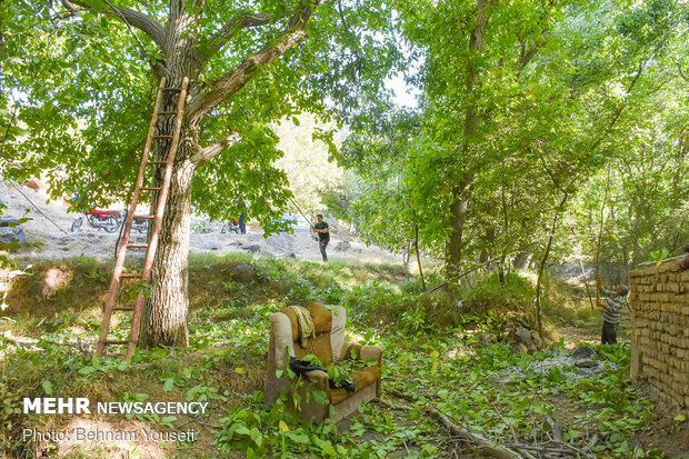 Harvesting walnut in Tuyserkan 