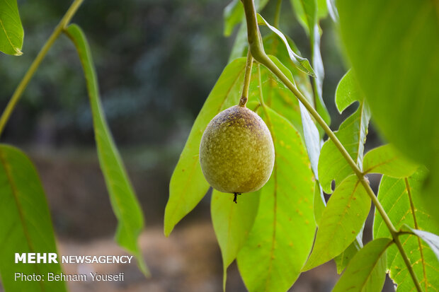 Harvesting walnut in Tuyserkan 