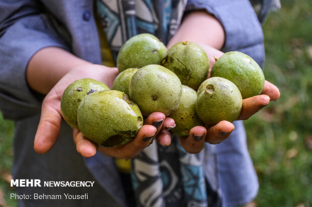 Harvesting walnut in Tuyserkan 