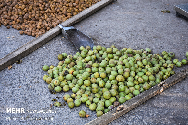 Harvesting walnut in Tuyserkan 