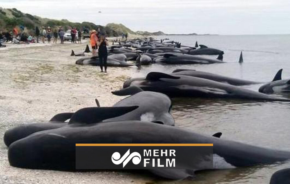 خودکشی دسته‌جمعی نهنگ‌ها در سواحل تاسمانی