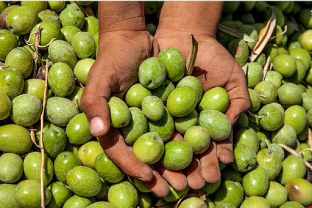 ۳۰ هزار تن محصول زیتون در شهرستان طارم برداشت می‌شود