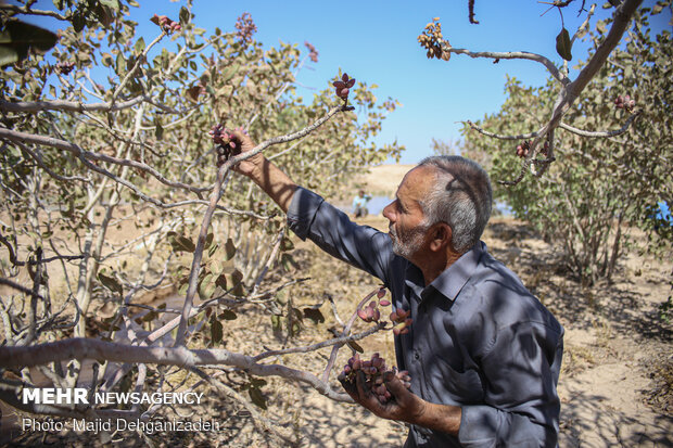 یک روز با پدر و مادر شهید در روستای رکن آباد