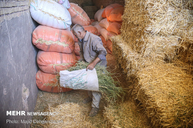 یک روز با پدر و مادر شهید در روستای رکن آباد