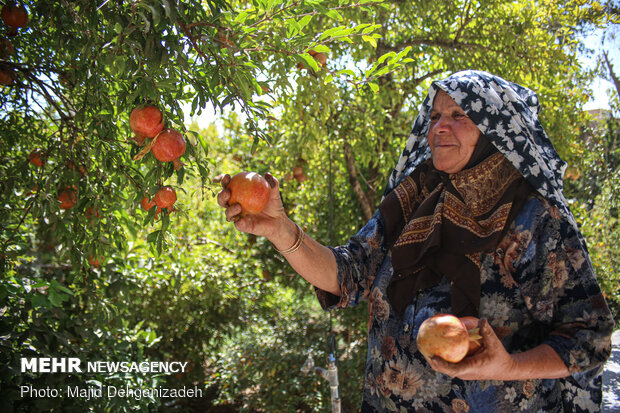 یک روز با پدر و مادر شهید در روستای رکن آباد