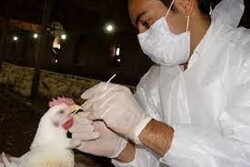 واکسیناسیون رایگان طیور بومی در روستاهای زنجان انجام می شود