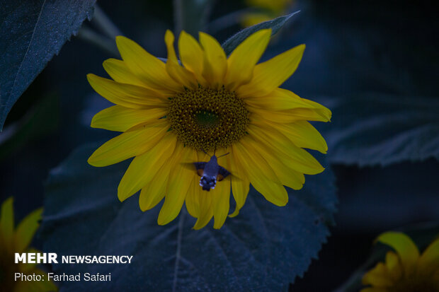 Sunflower fields in Qazvin
