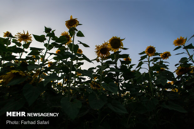 مزارع آفتاب گردان در دشت قزوین