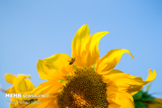 Sunflower fields in Qazvin
