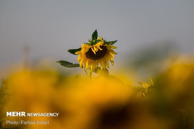 Sunflower fields in Qazvin
