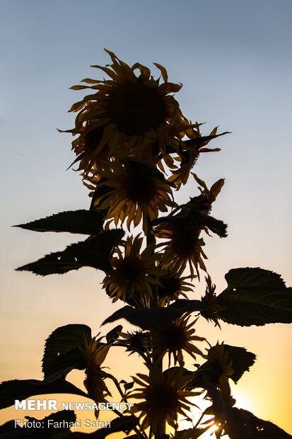 Sunflower fields in Qazvin
