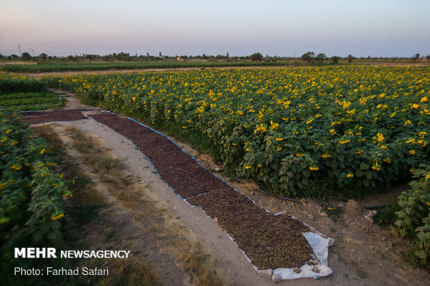 استان قزوین مستعد استفاده از کشاورزی نوین در مزارع است