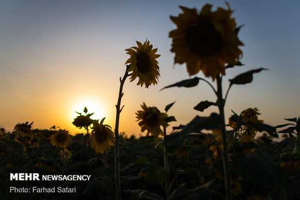 Sunflower fields in Qazvin
