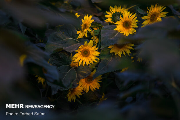 Sunflower fields in Qazvin
