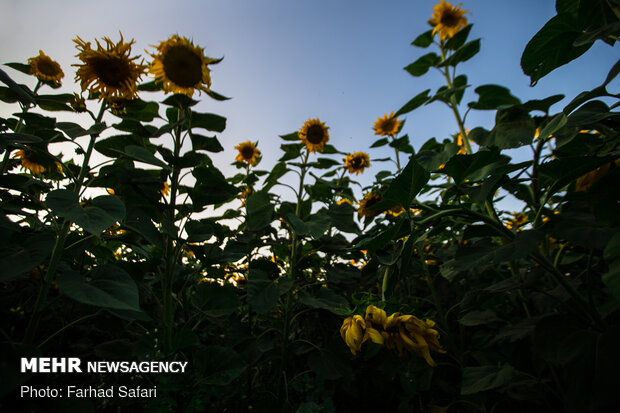 Sunflower fields in Qazvin
