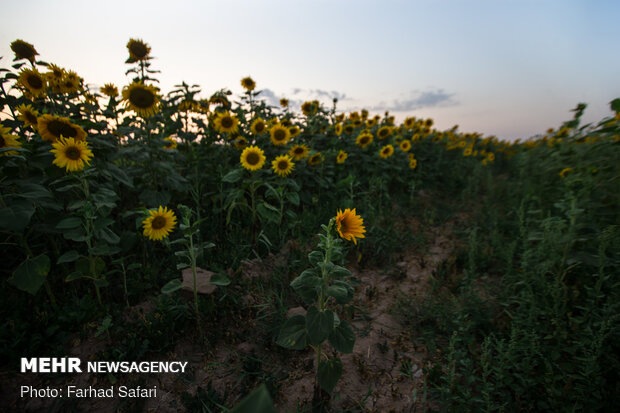 Sunflower fields in Qazvin
