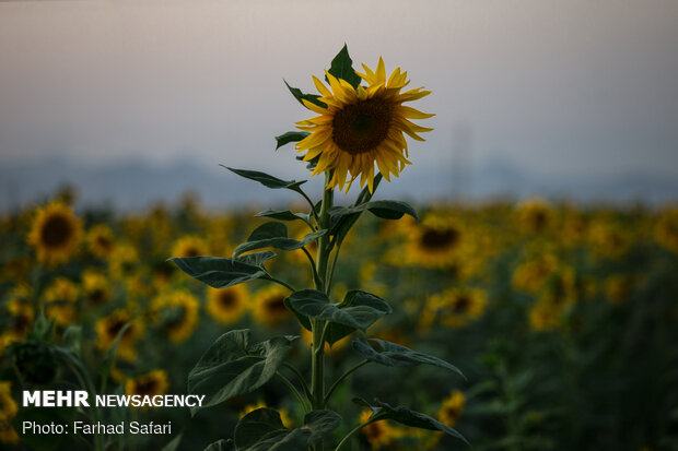 Sunflower fields in Qazvin
