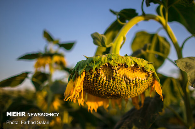 Sunflower fields in Qazvin
