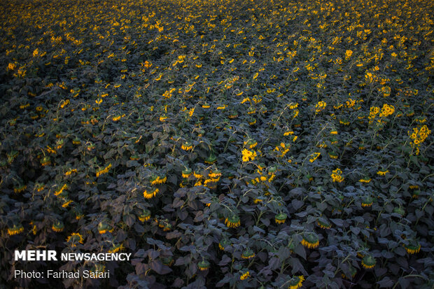 Sunflower fields in Qazvin
