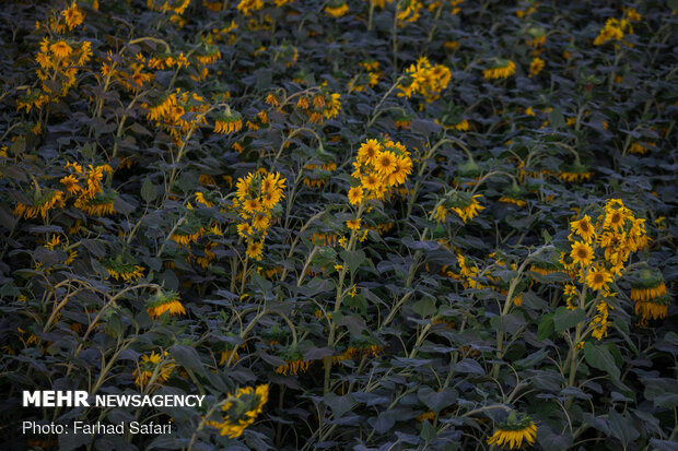 Sunflower fields in Qazvin
