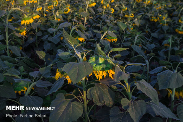 Sunflower fields in Qazvin
