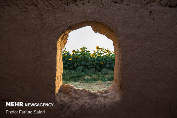 Sunflower fields in Qazvin
