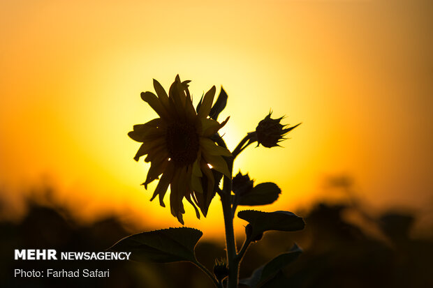 مزارع آفتاب گردان در دشت قزوین