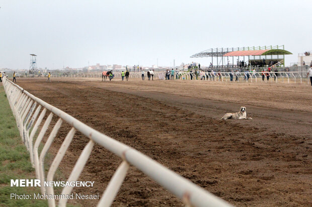 Horse racing competitions in N Iran