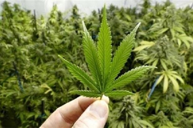 کشف مزرعه ماری جوانا در کامیاران کشف مزرعه ماری جوانا در کامیاران