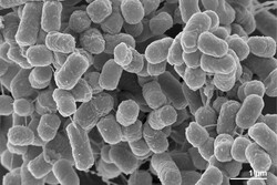 Iranian scientists register new bacterial species