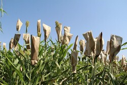 متنوع ترین مزرعه تحقیقاتی گیاه سورگوم راه اندازی شد
