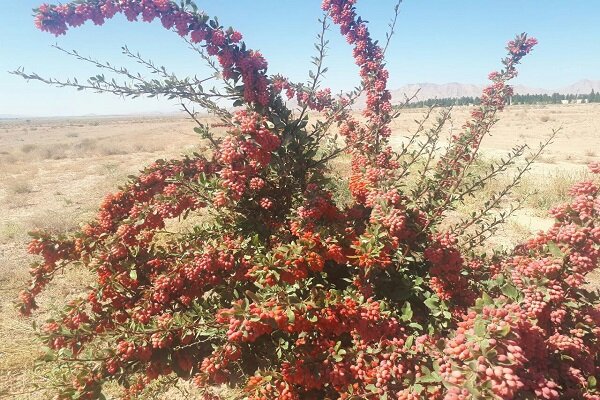 ورود دولت برای رفع دغدغه زرشک کاران/کشاورزان نگران فروش نباشند