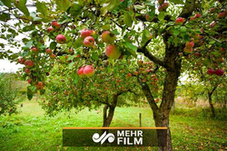 رباتی کاربردی برای چیدن سیب از درختان