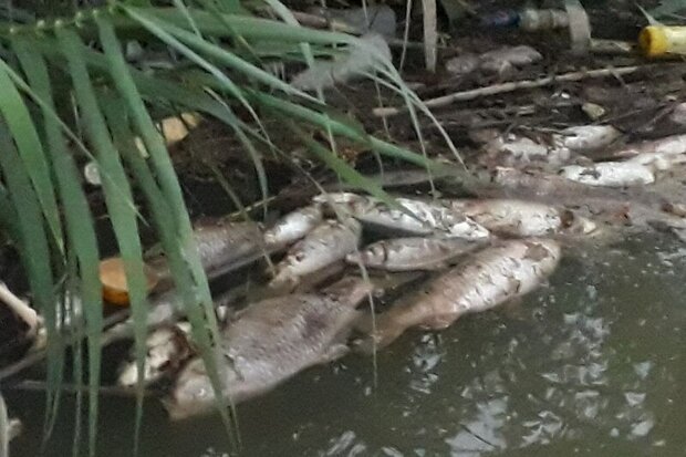  علل مرگ ماهی های رودخانه زردی در دست بررسی است