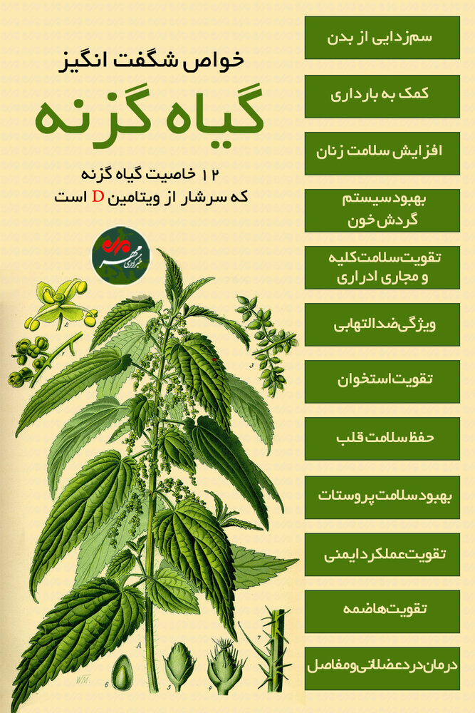 خبرگزاری مهر | اخبار ایران و جهان | Mehr News Agency - خواص شگفت انگیز گیاه  گزنه