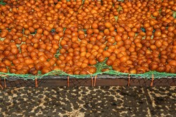 پیش‌بینی تولید بیش از ۷۵۰۰ تُن آلوبخارا در فارس